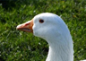 Destaque