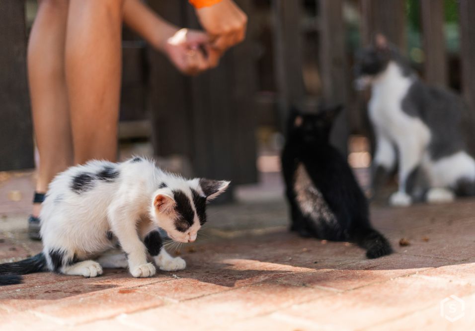Gatos em situação de maus-tratos