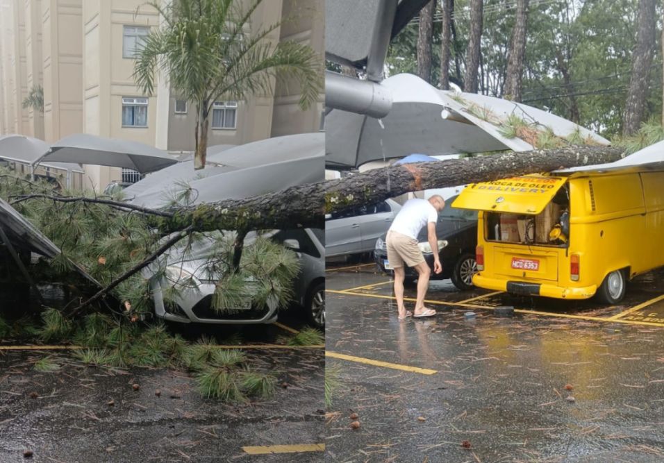 Prédio afetado pela queda de árvore