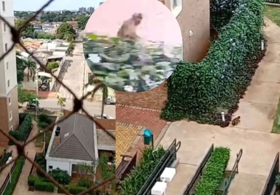 Invasão de macaco em condomínio