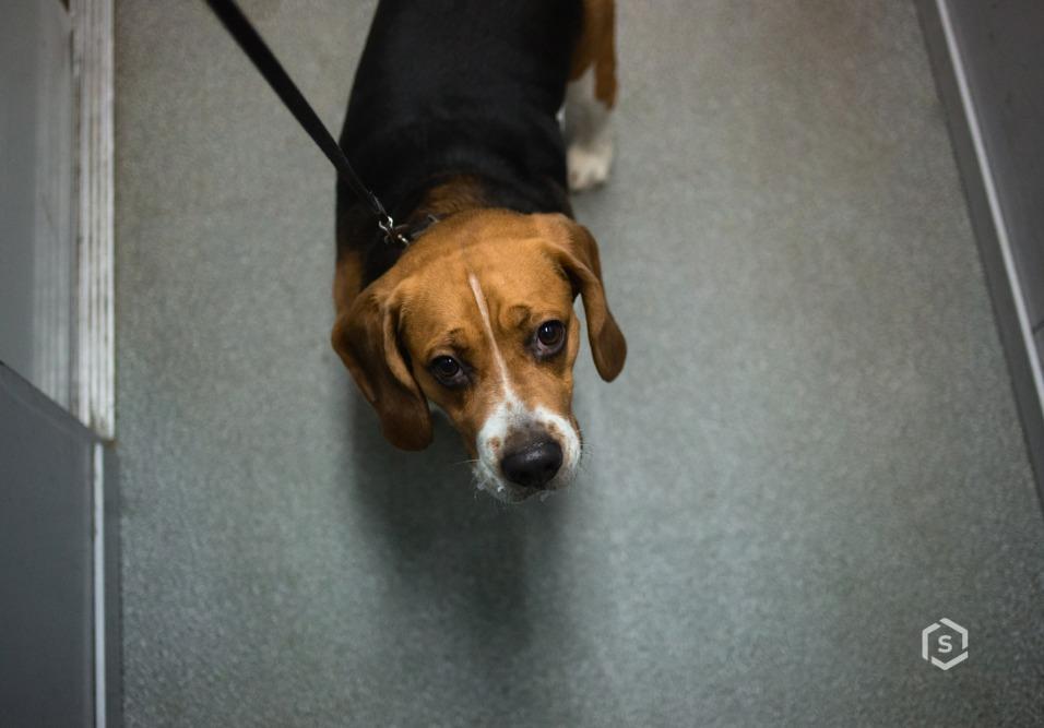 Moradora no DF obtém autorização na Justiça para transportar pets Moradora no DF obtém autorização na Justiça para transportar pets