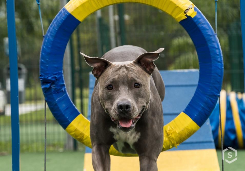 Pet places atraem mais compradores em residenciais Pet places atraem mais compradores em residenciais