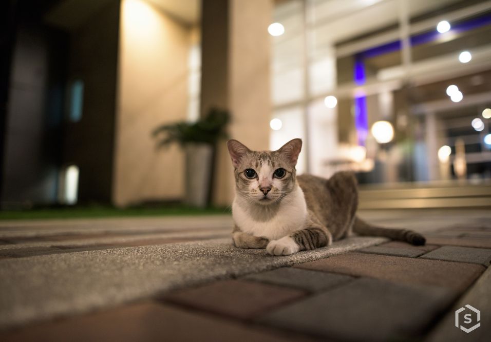 PB: Animais não se enquadram como comunitários, decide Justiça