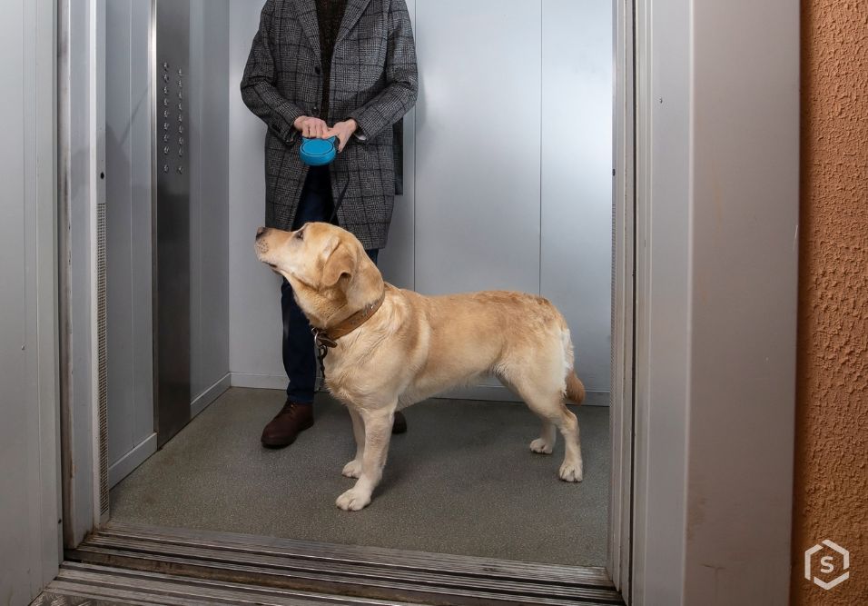 Cuidados simples no elevador evitam acidentes e protegem seu pet