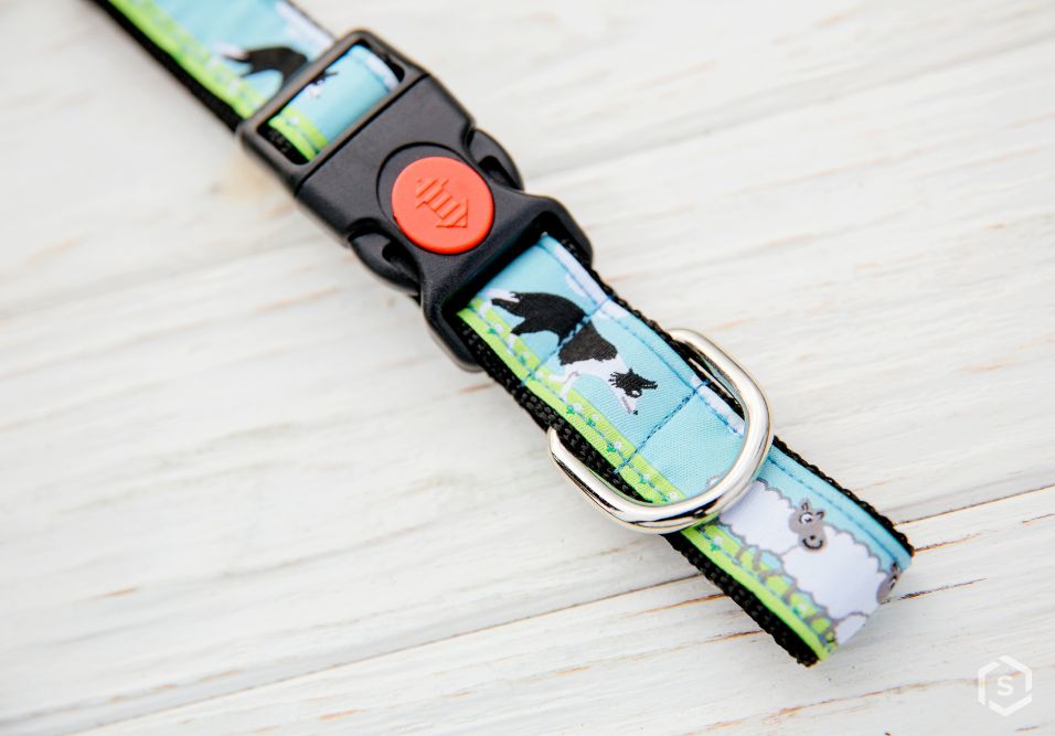 Idosa agride síndica com coleira de cachorro no MS