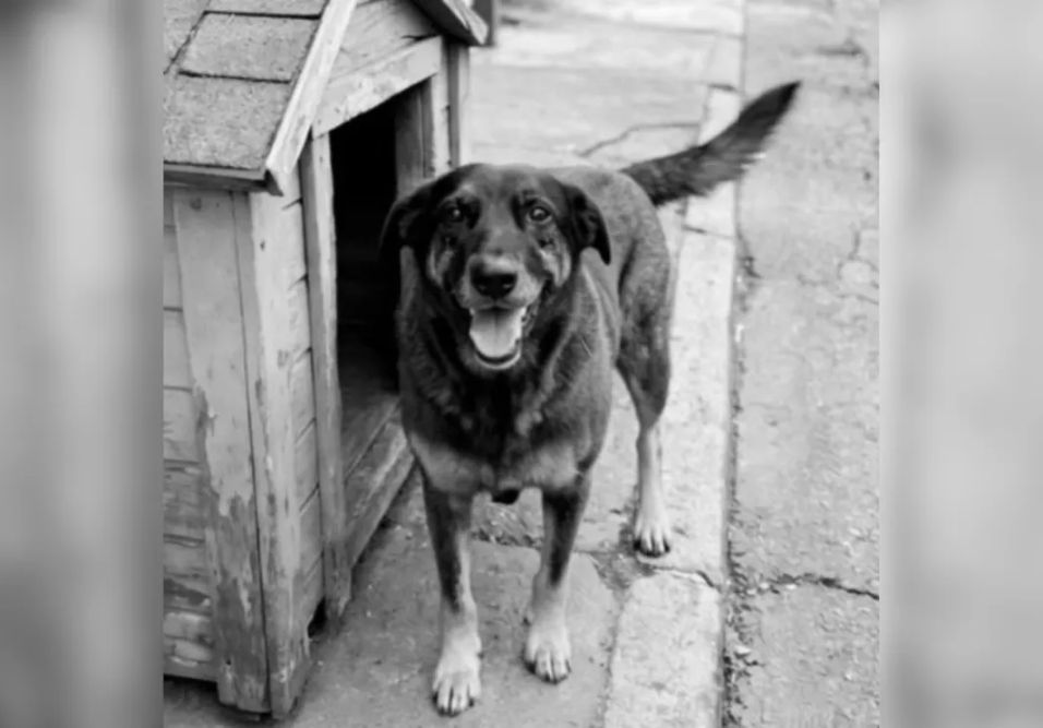 Polícia apura agressão que matou cão conhecido como "Orelha"