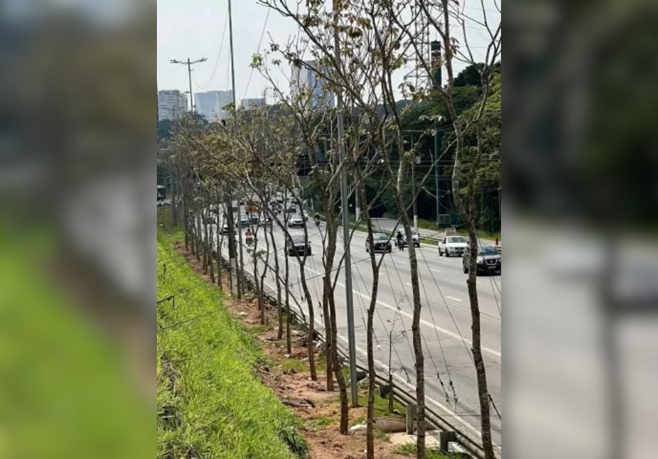 Projeto cria corredor verde com 414 ipês na Marginal