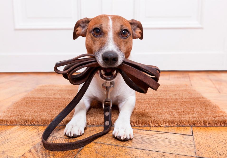 Veja 7 dicas de como lidar com latidos de cachorro no condomínio Veja 7 dicas de como lidar com latidos de cachorro no condomínio